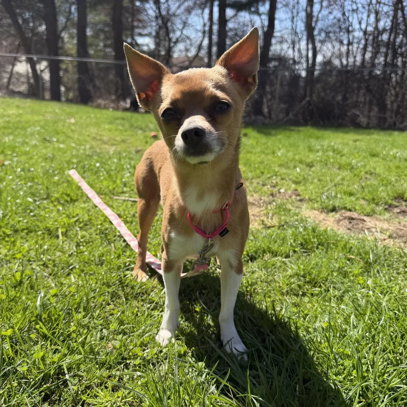An adult small-sized female Yellow / Tan / Blond / Fawn Chihuahua dog named Lola for adoption in Pelham, NH