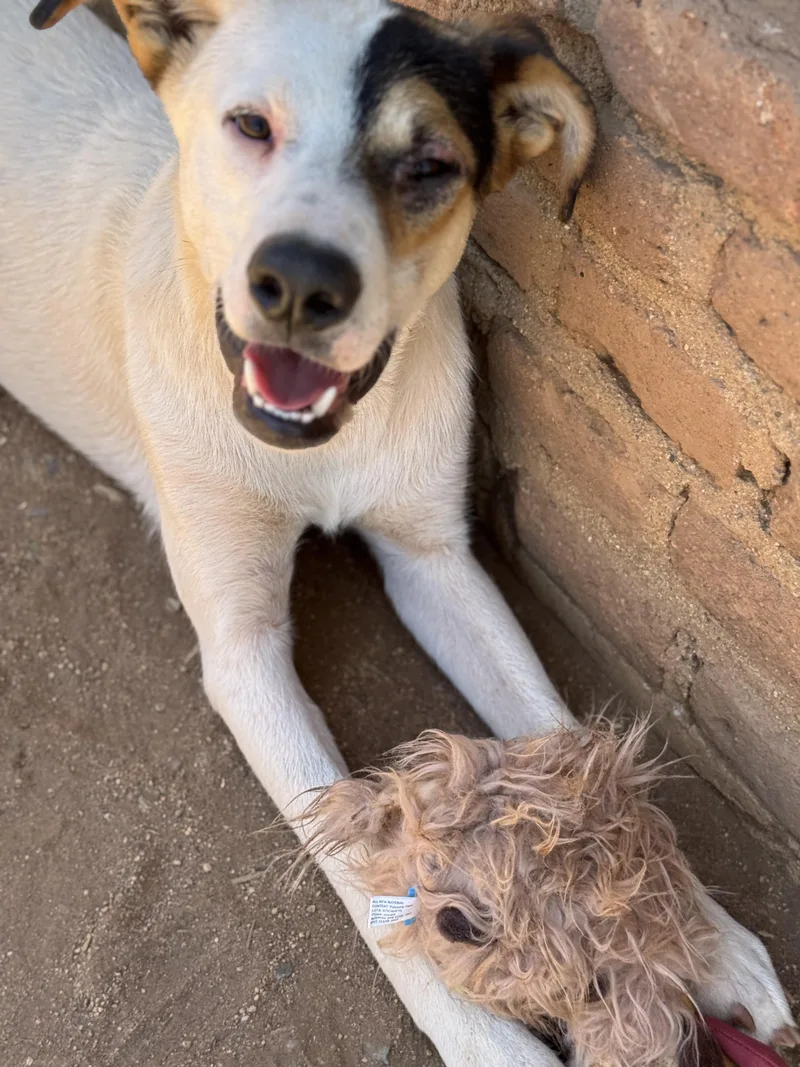 A baby large-sized male Tricolor (Brown, Black, & White) German Shepherd Dog dog named BonBon for adoption in Bakersfield, CA