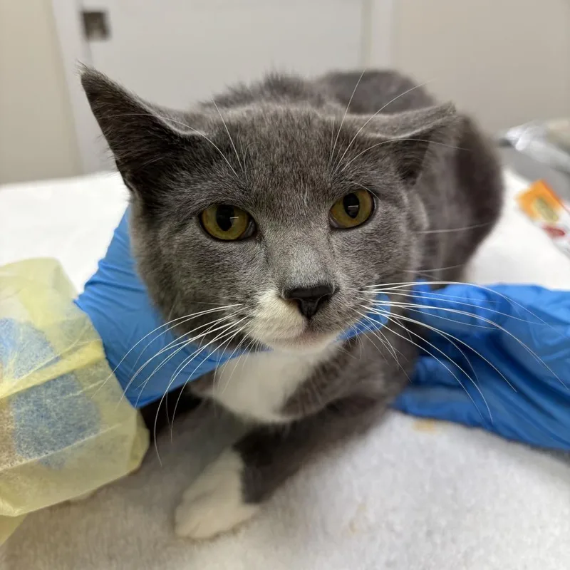 A young medium-sized female Gray / Blue / Silver Domestic Short Hair cat named Glow Stick for adoption in Evanston, IL