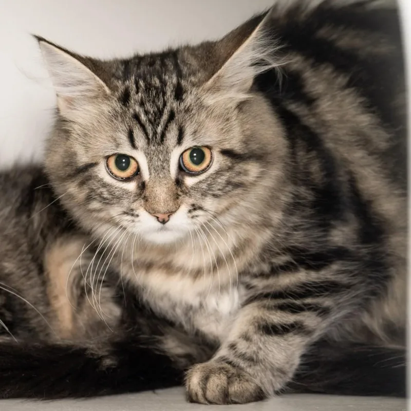 A young medium-sized female Tabby (Brown / Chocolate) Domestic Long Hair cat named Grace for adoption in Victor, NY
