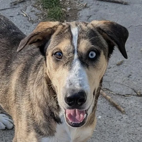 A young medium-sized male Tricolor (Brown, Black, & White) Catahoula Leopard Dog dog named Thumper for adoption in CORPUS CHRISTI, TX