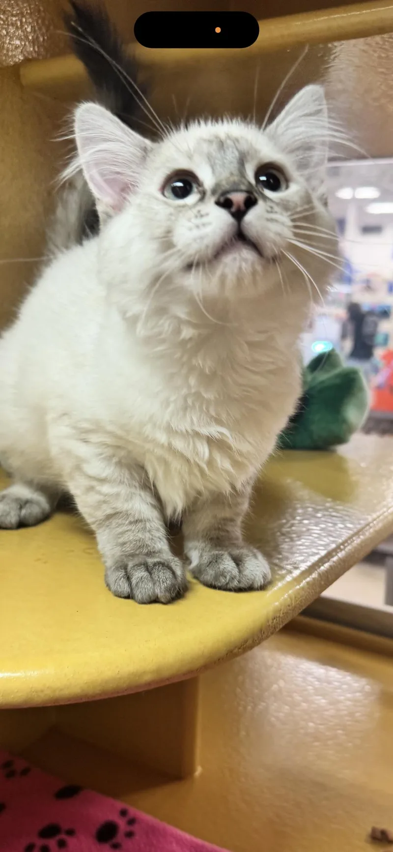 Priscilla