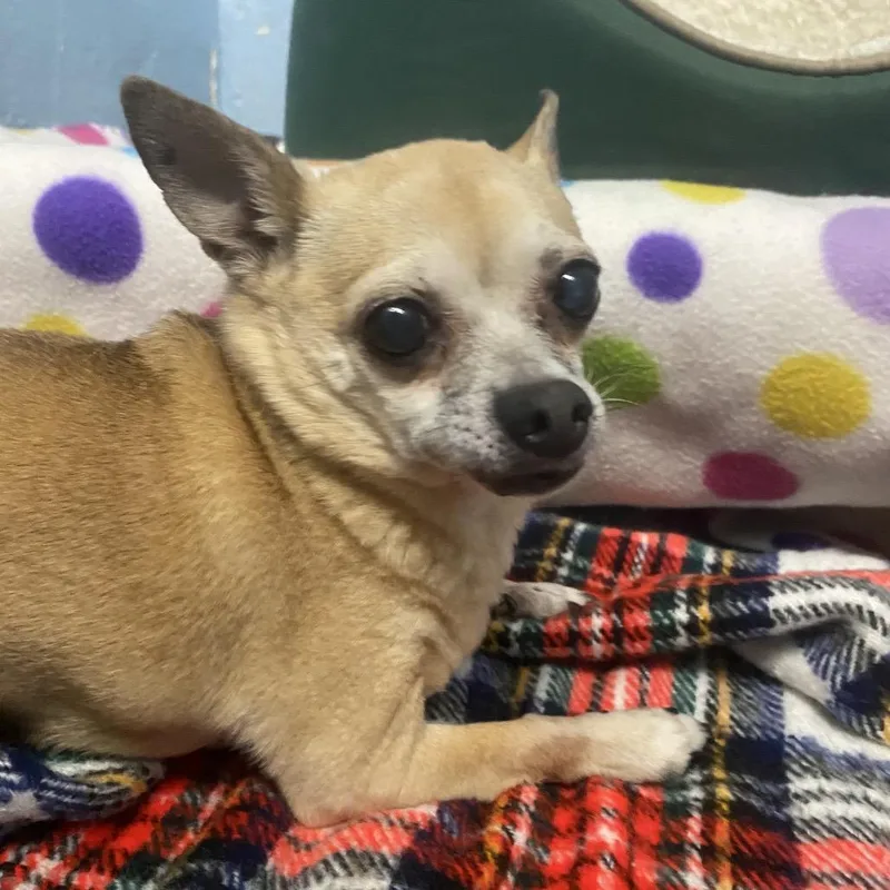 A senior small-sized female Yellow / Tan / Blond / Fawn Chihuahua dog named Itsy Bitsy for adoption in Canastota, NY