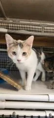 Cat thumbnail 3