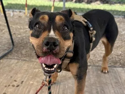 An adult medium-sized female Black Mixed Breed dog named Fendi for adoption in Georgetown, TX