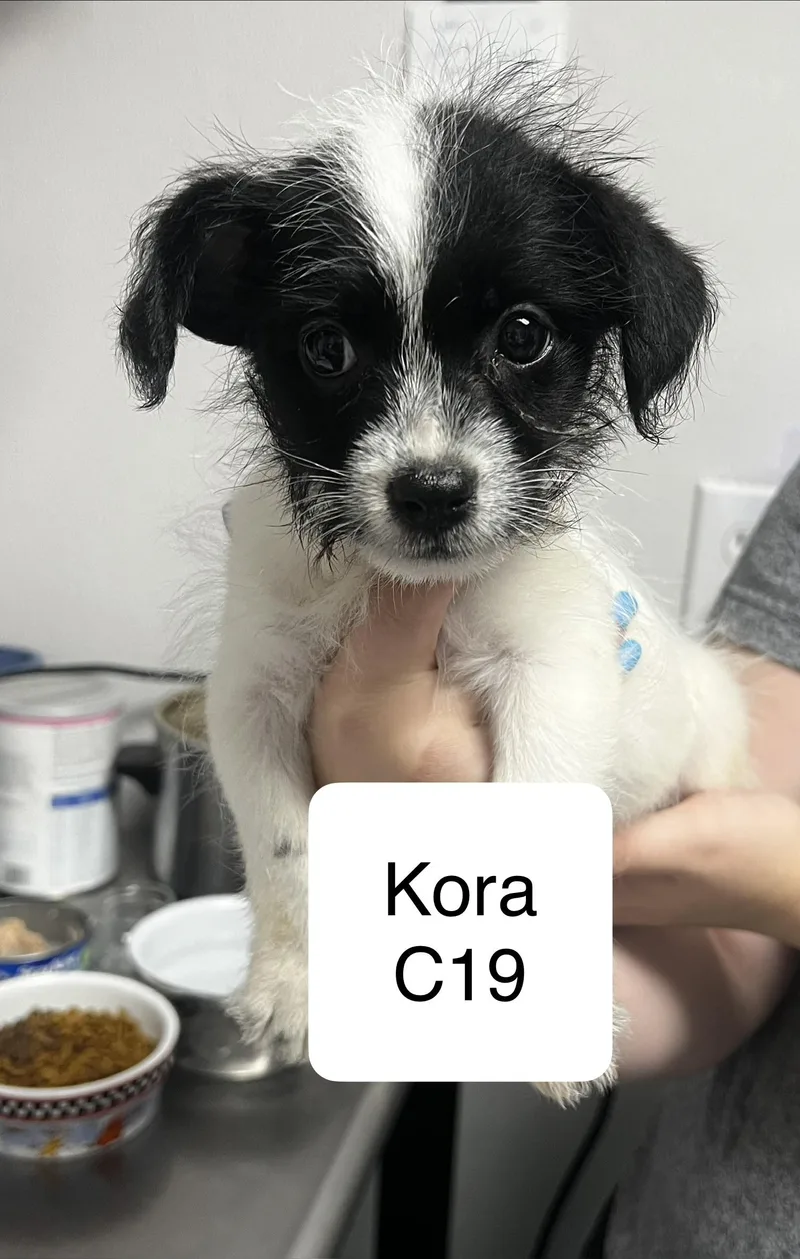 Kora