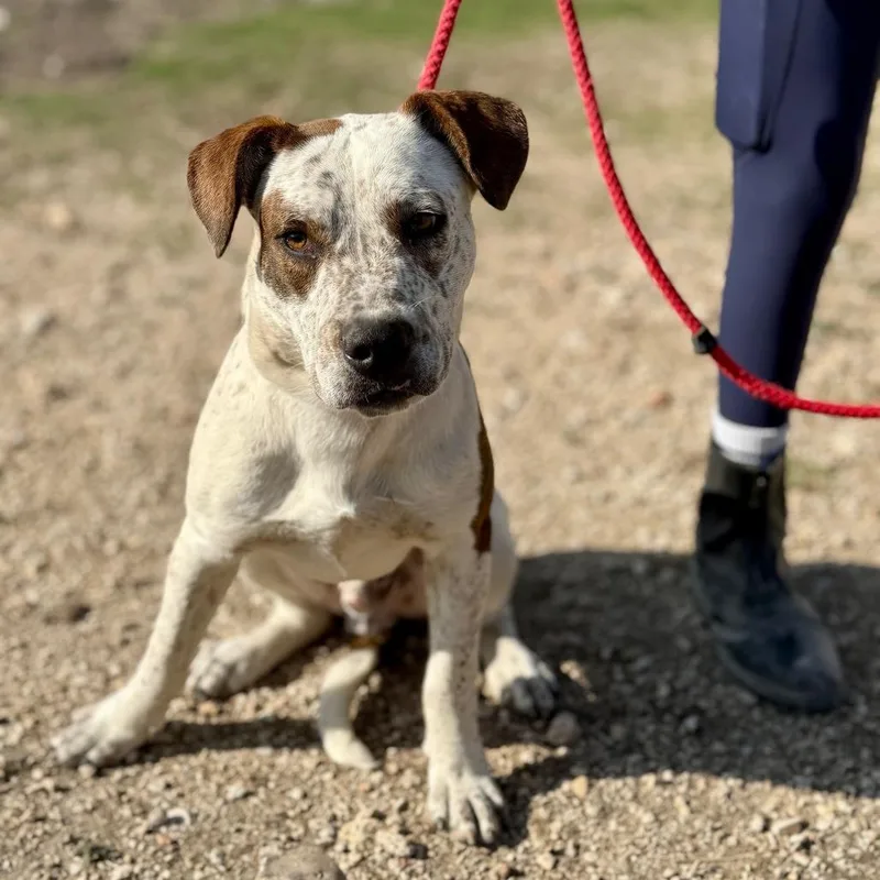 A young medium-sized male White / Cream Basset Hound dog named Butch Ci for adoption in Austin, TX