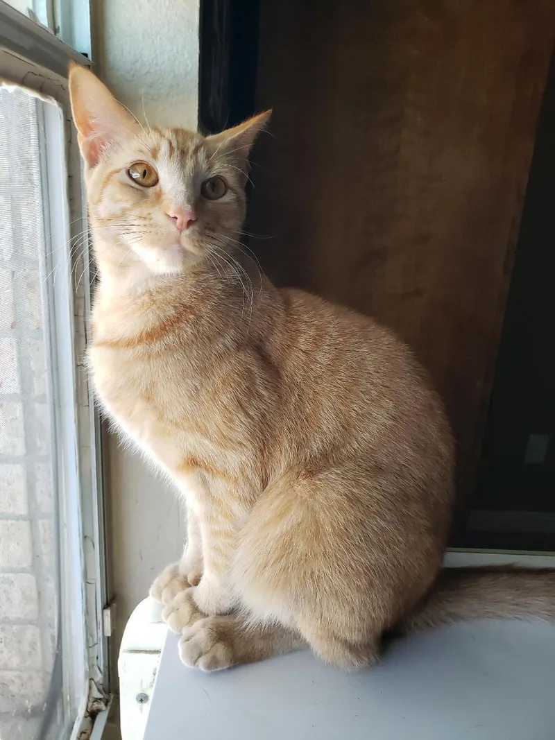 Biscuit Iv. thumbnail 2