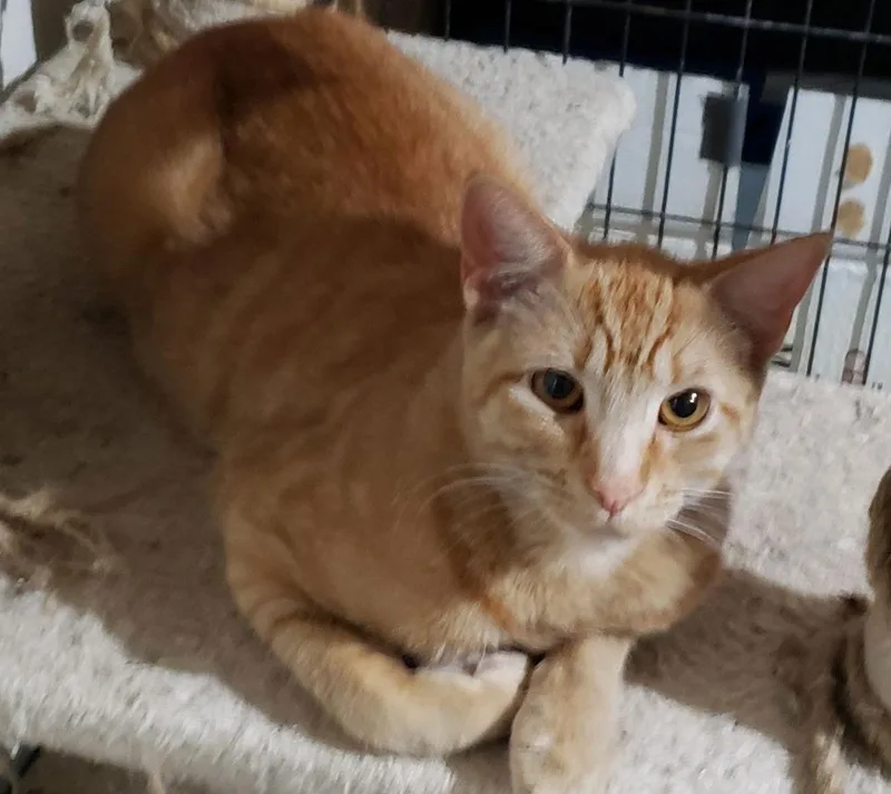 Biscuit Iv. thumbnail 3