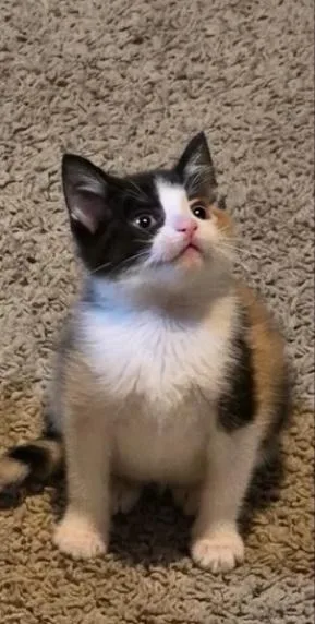 Sophia