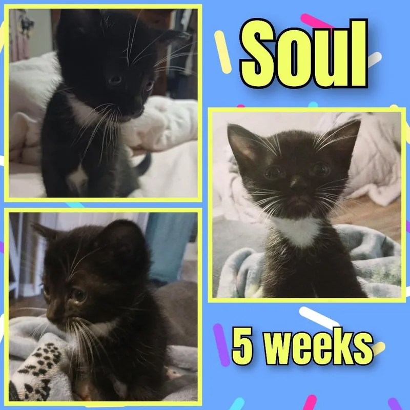 A baby small-sized male Black Domestic Short Hair cat named Soul for adoption in Milton, FL