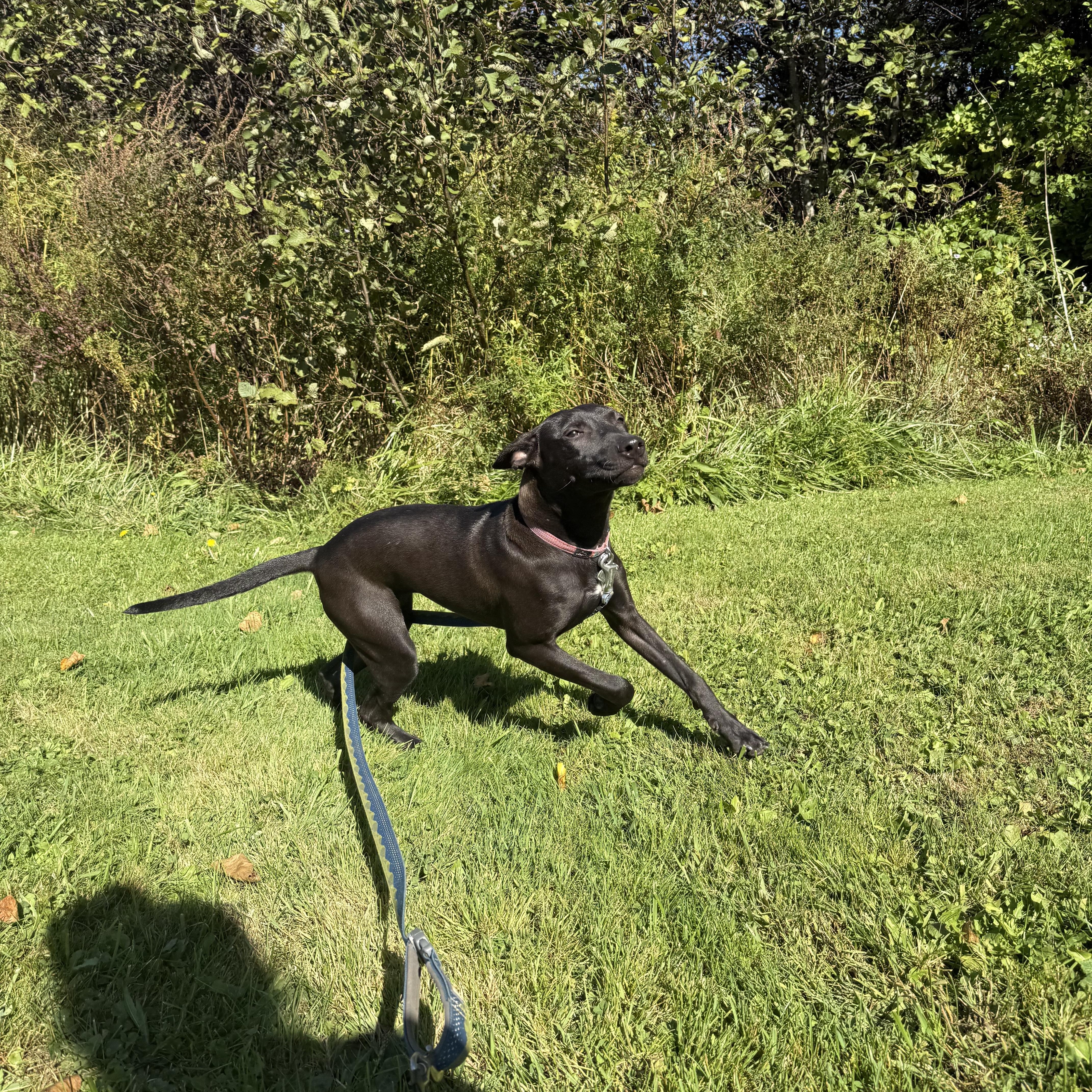 An adult medium-sized female Black Mixed Breed dog named Penny for adoption in Vassalboro, ME