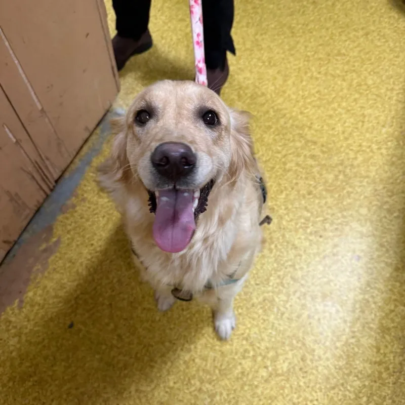 An adult medium-sized female White / Cream Golden Retriever dog named Chela for adoption in Wahiawa, HI