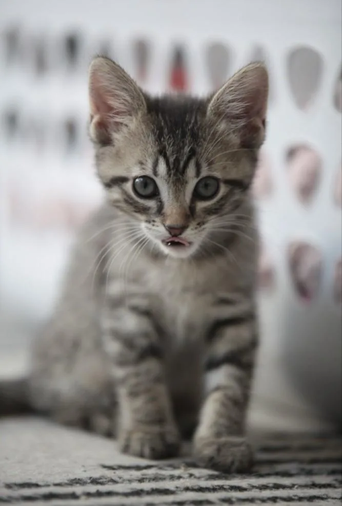 A baby small-sized female Domestic Short Hair cat named Poppy for adoption in Burbank, CA