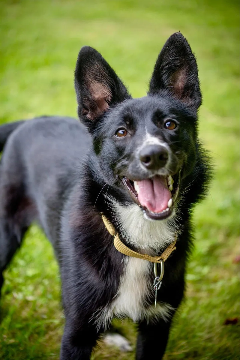 A young medium-sized female Border Collie dog named Foxy for adoption in Valparaiso, IN