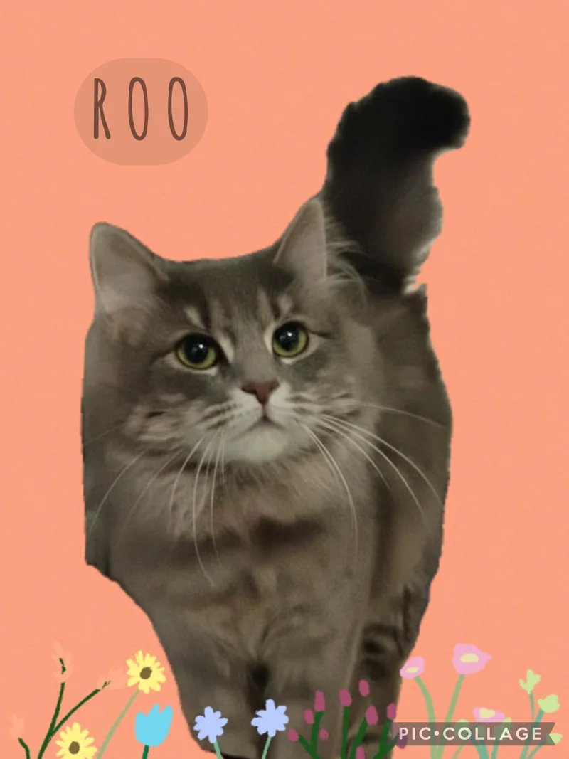 A young small-sized female Tabby cat named Roo for adoption in Muncie, IN