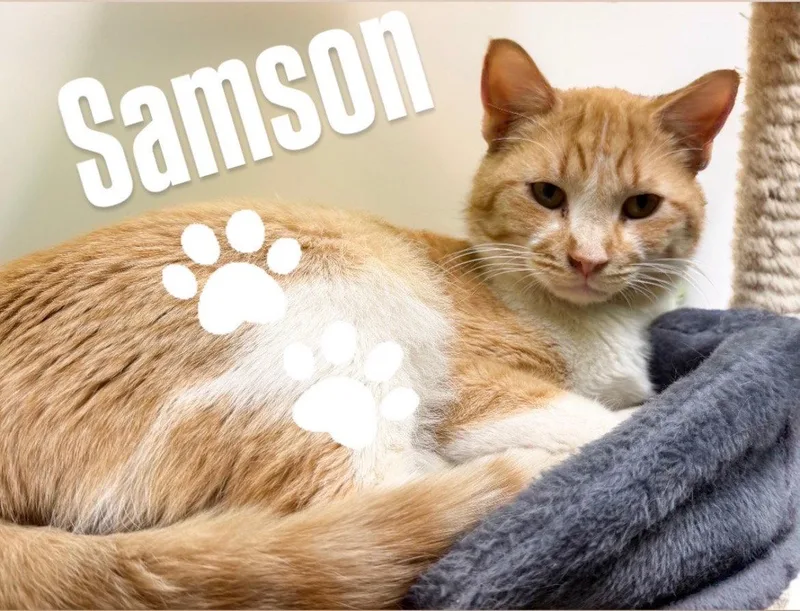 Samson thumbnail 3