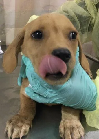 A baby medium-sized female Terrier dog named Rosita for adoption in Riverside, CA