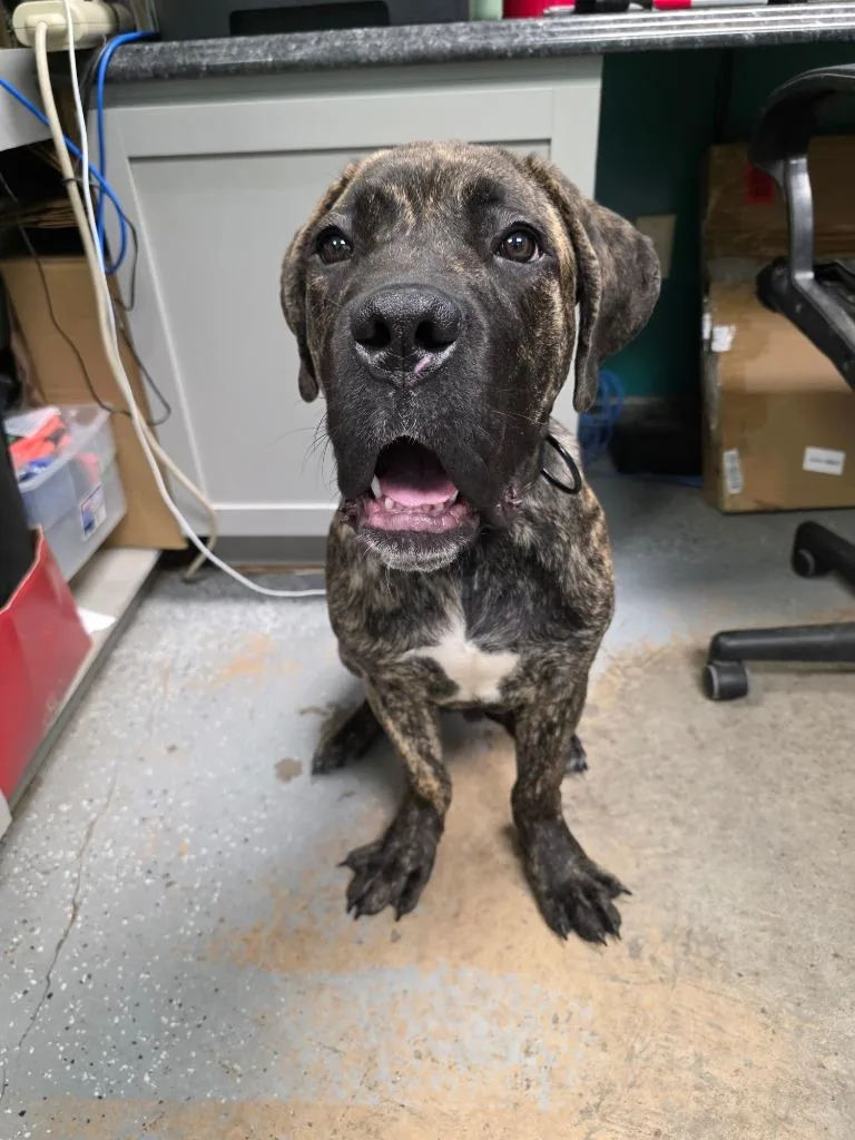 A baby medium-sized male Mastiff dog named Bear for adoption in Rockport, TX
