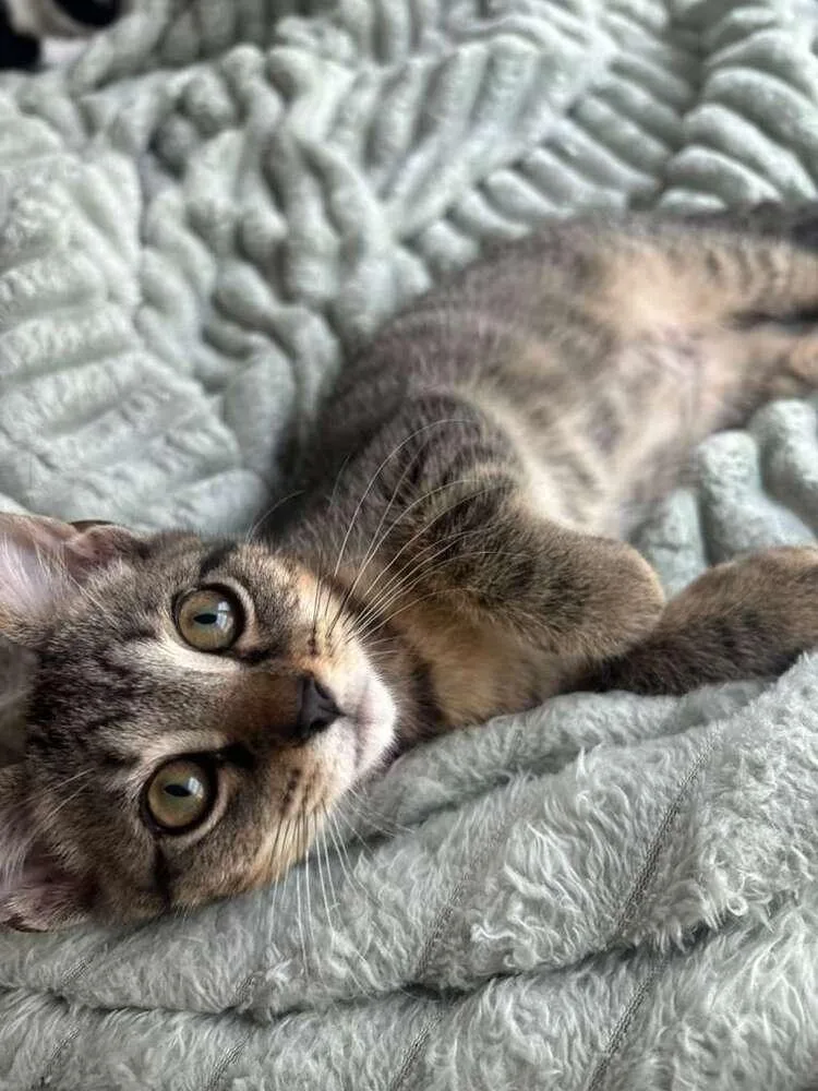 A baby small-sized female Domestic Short Hair cat named Dumpling for adoption in Orlando, FL