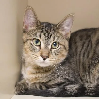 A baby small-sized female Domestic Short Hair cat named Azalia for adoption in Verona, WI