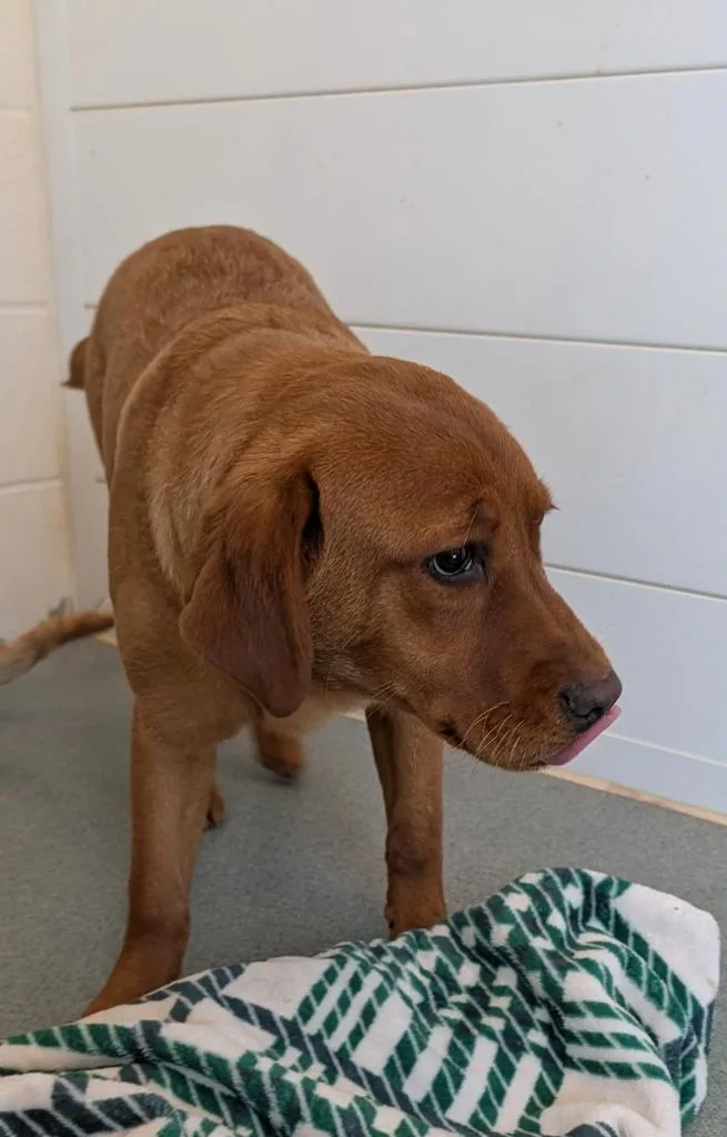 A baby medium-sized female Golden Retriever dog named Rose for adoption in Portland, IN