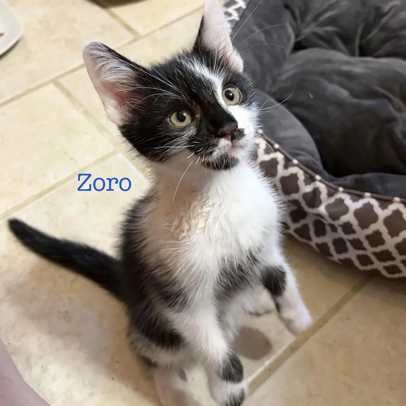 A baby medium-sized male Black & White / Tuxedo Domestic Short Hair cat named Zoro for adoption in Murfreesboro, TN