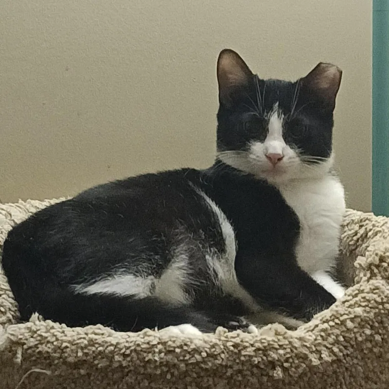 An adult small-sized female Black Domestic Short Hair cat named Hope Llanos for adoption in Merrifield, VA