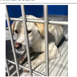 A young medium-sized male White / Cream Beagle dog named Duster for adoption in Franklin, NC