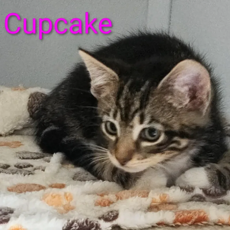 A baby medium-sized female Tabby (Brown / Chocolate) Domestic Short Hair cat named Cupcake for adoption in Watertown, WI