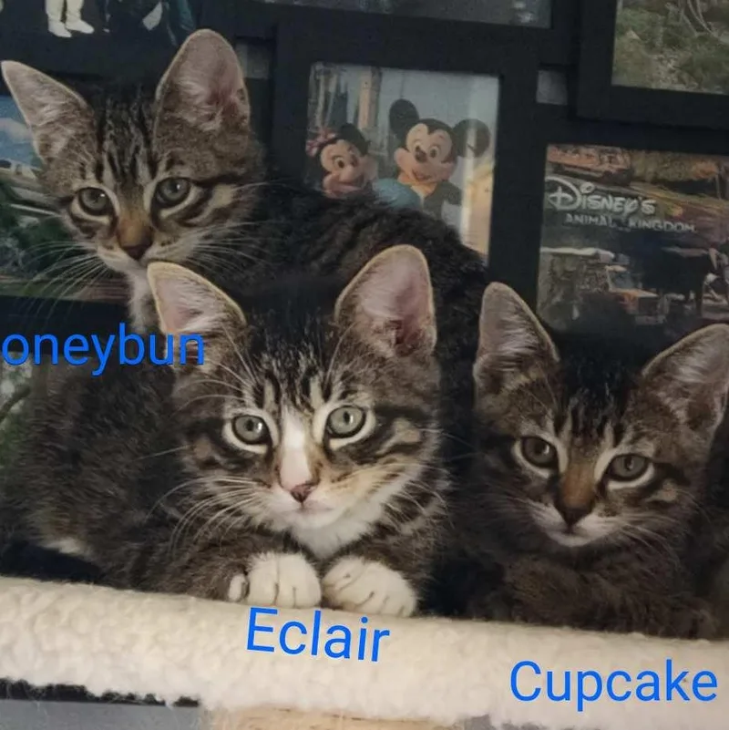 Cupcake thumbnail 2