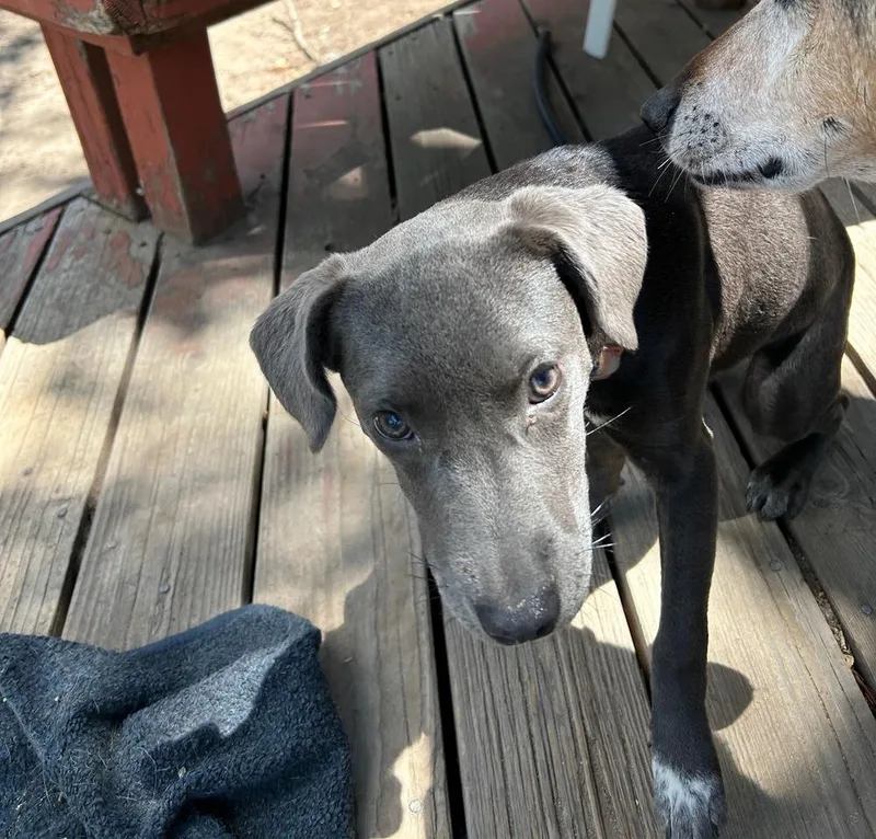 A baby small-sized female Gray / Blue / Silver Pit Bull Terrier dog named Chanel for adoption in Colorado Springs, CO