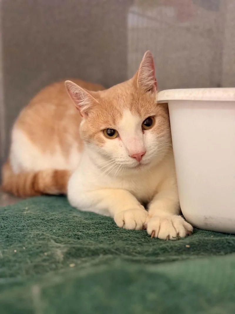 An adult medium-sized male Orange & White Domestic Short Hair cat named Bo for adoption in Paris, ME