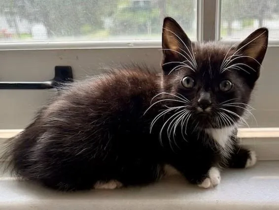 A young small-sized female Black & White / Tuxedo Domestic Short Hair cat named Toni for adoption in Miller Beach, IN