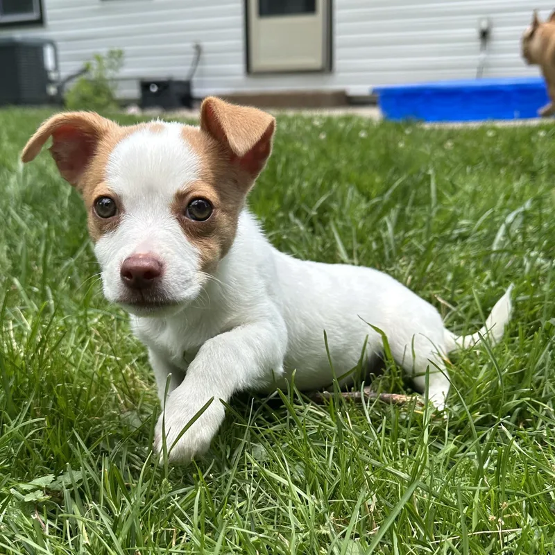 A baby small-sized female White / Cream Jack Russell Terrier dog named Pica for adoption in Detroit, MI