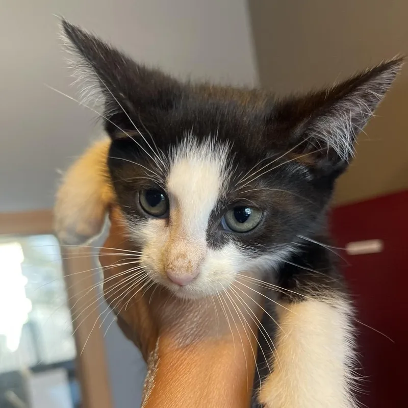 A baby small-sized female Black Domestic Short Hair cat named Sandy for adoption in Marion, IL