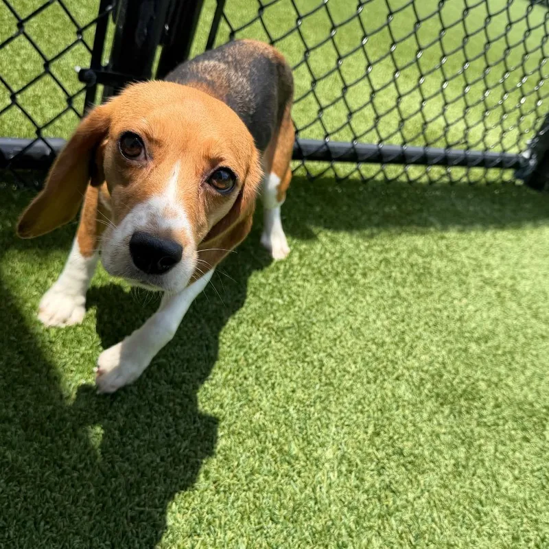 A young small-sized female Brown / Chocolate Beagle dog named Mera for adoption in LOXAHATCHEE, FL