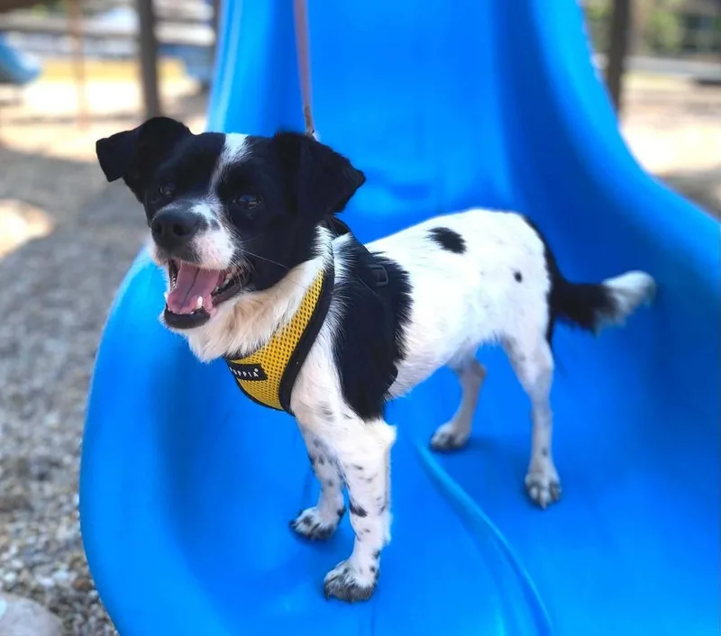 A young small-sized female Chihuahua dog named Oreo for adoption in Willingboro, NJ