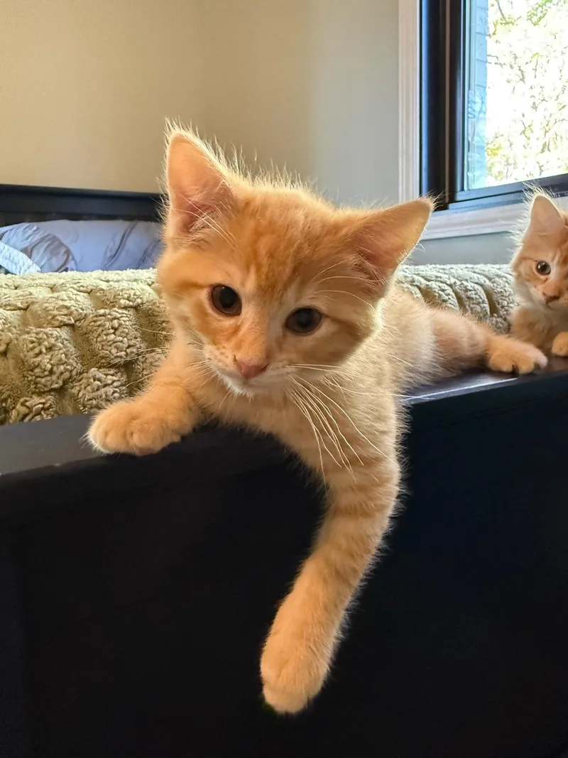 A baby small-sized male Domestic Short Hair cat named Thor for adoption in Mexico, MO