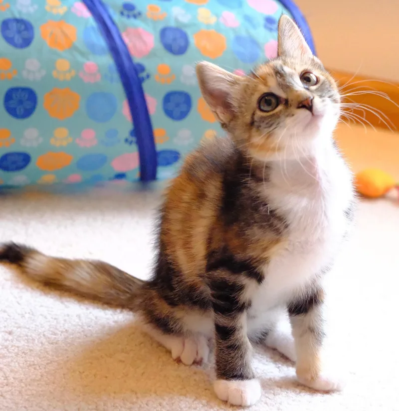 Lizzie thumbnail 2