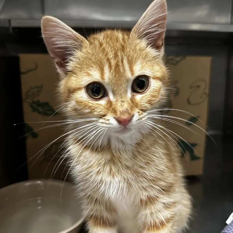 A baby small-sized female Orange / Red Domestic Short Hair cat named Eloise for adoption in Blue Ridge, GA