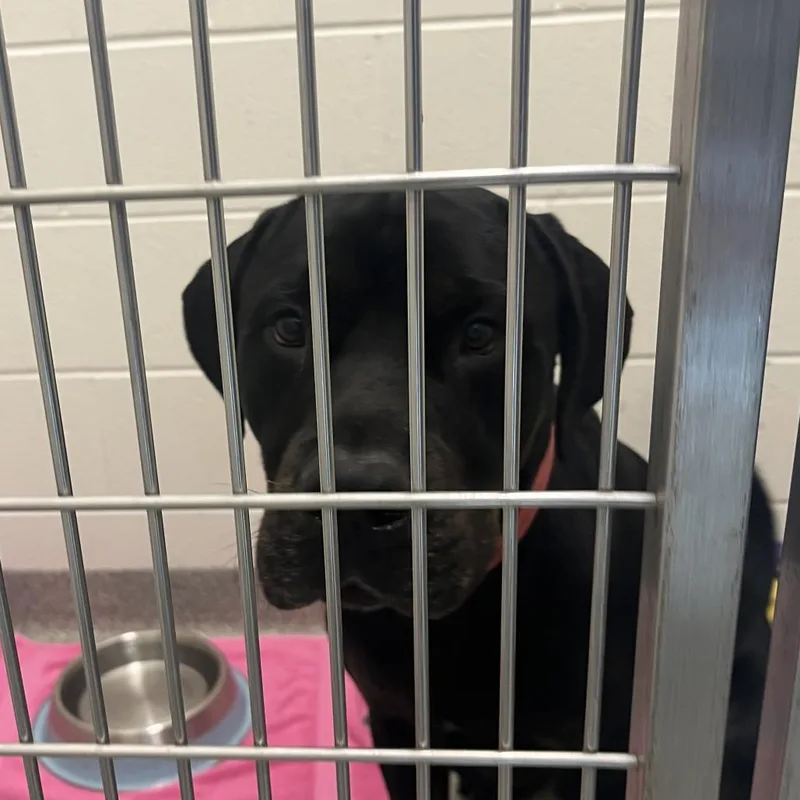 An adult large-sized male Cane Corso dog named Baloo for adoption in Matteson, IL