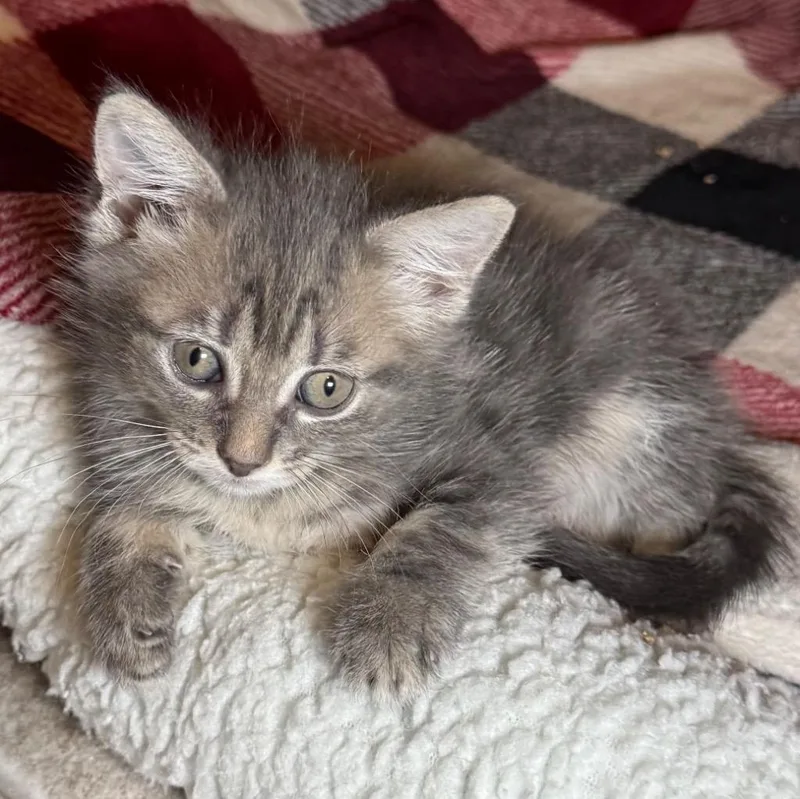 A baby medium-sized female Domestic Short Hair cat named Olive for adoption in Saginaw, MI