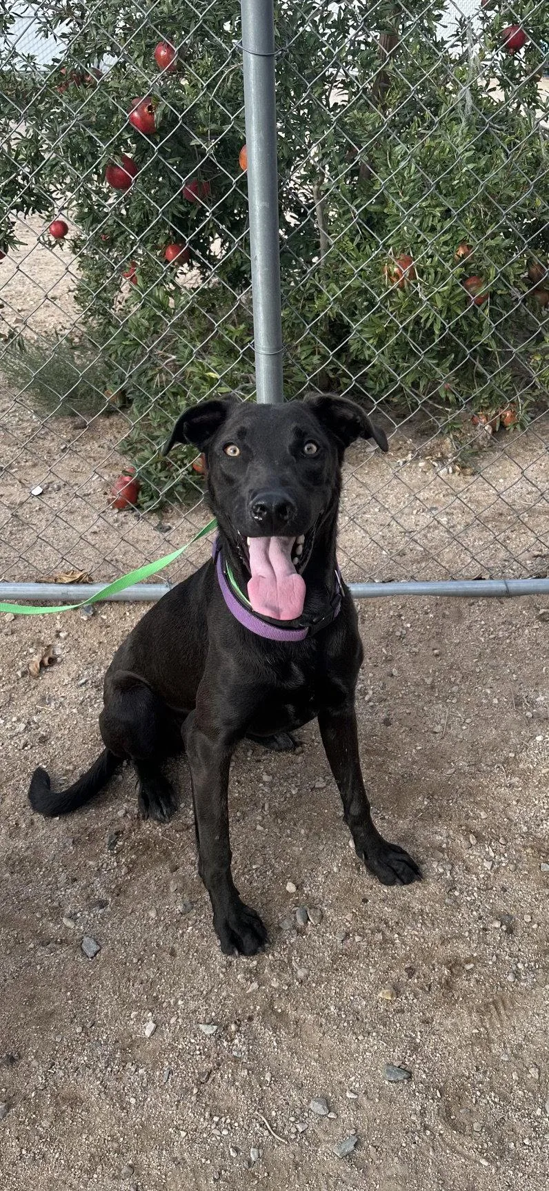 A young medium-sized female Labrador Retriever dog named Penny for adoption in San Diego, CA