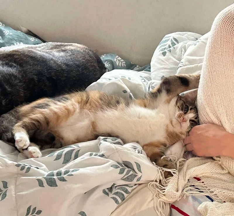 Lavern And Shirley thumbnail 3