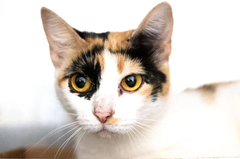 A young medium-sized female Calico cat named Miss Ma'am for adoption in Monroe, GA