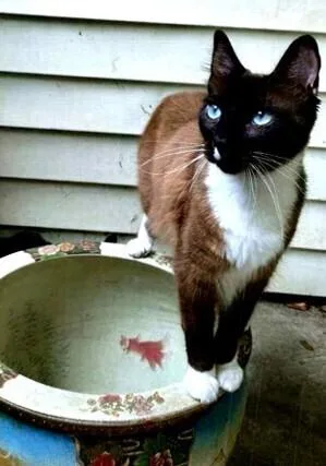 An adult medium-sized male Snowshoe cat named Dexter Mason for adoption in Anoka, MN