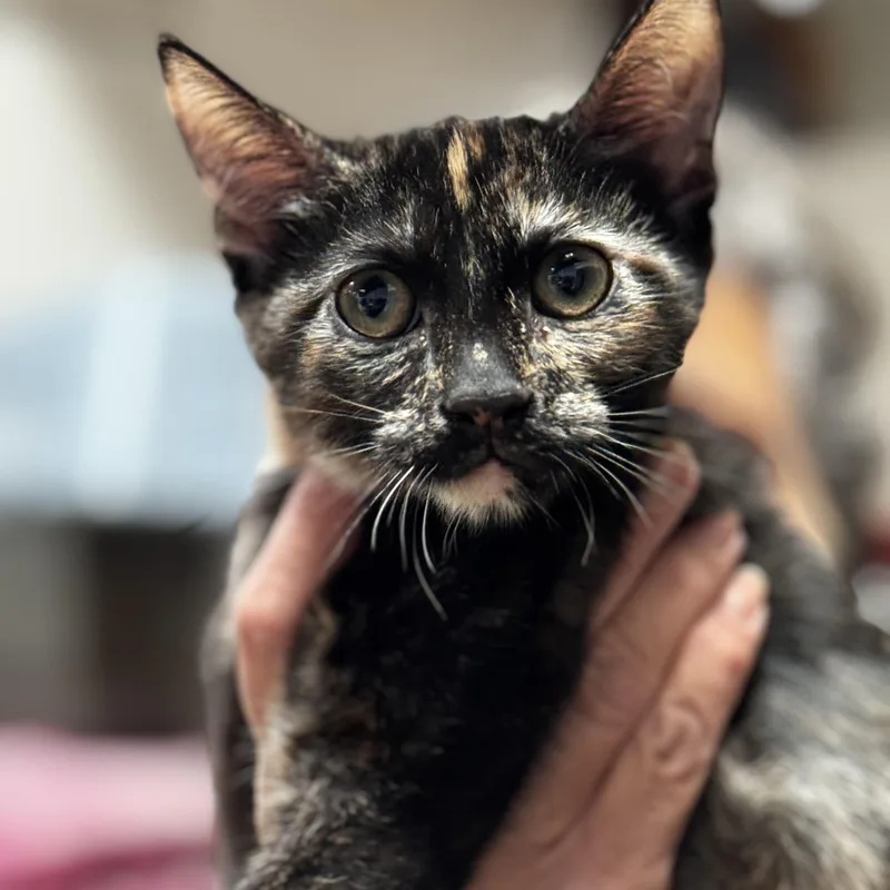 A young medium-sized female Tortoiseshell cat named Ruby All Torti for adoption in Fountain Valley, CA