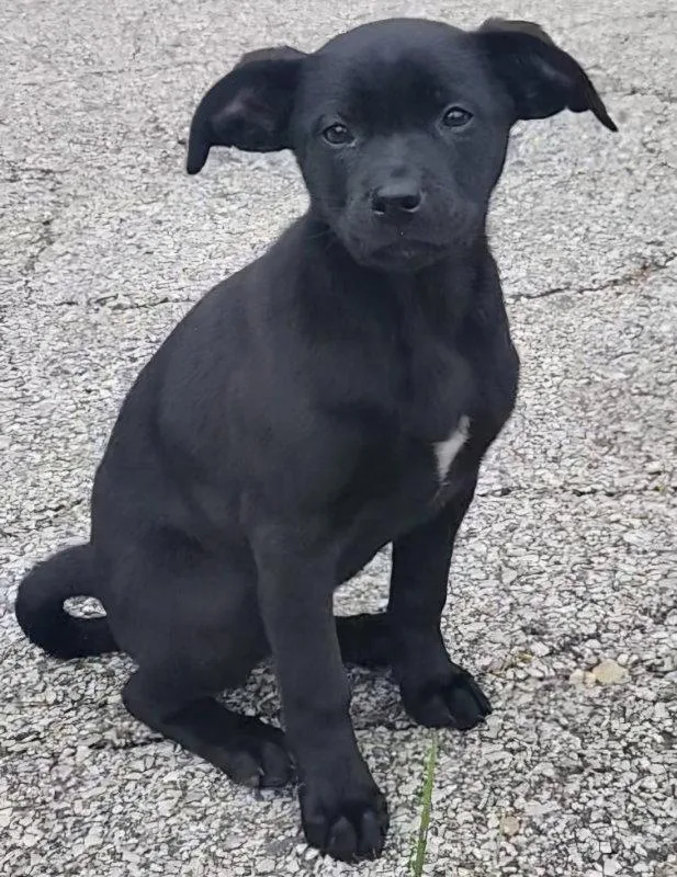 A baby large-sized female German Shepherd Dog dog named Onyx for adoption in House Springs, MO