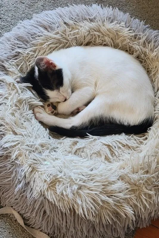 A young medium-sized female Black Domestic Short Hair cat named Belle for adoption in North Babylon, NY